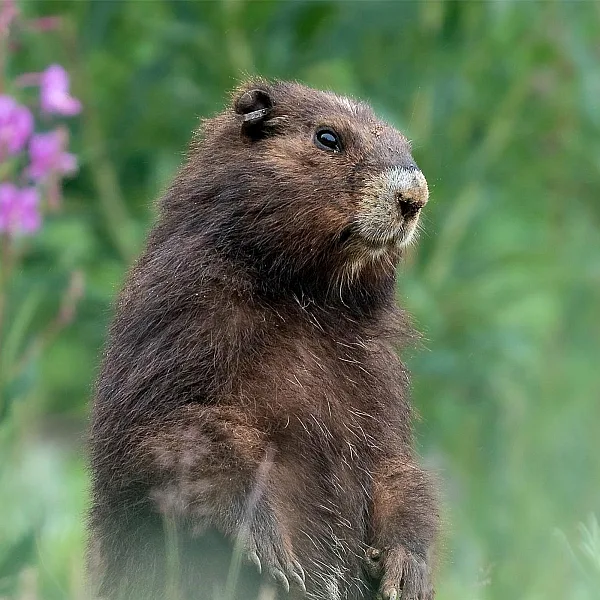 Endangered Vancouver Island Marmot