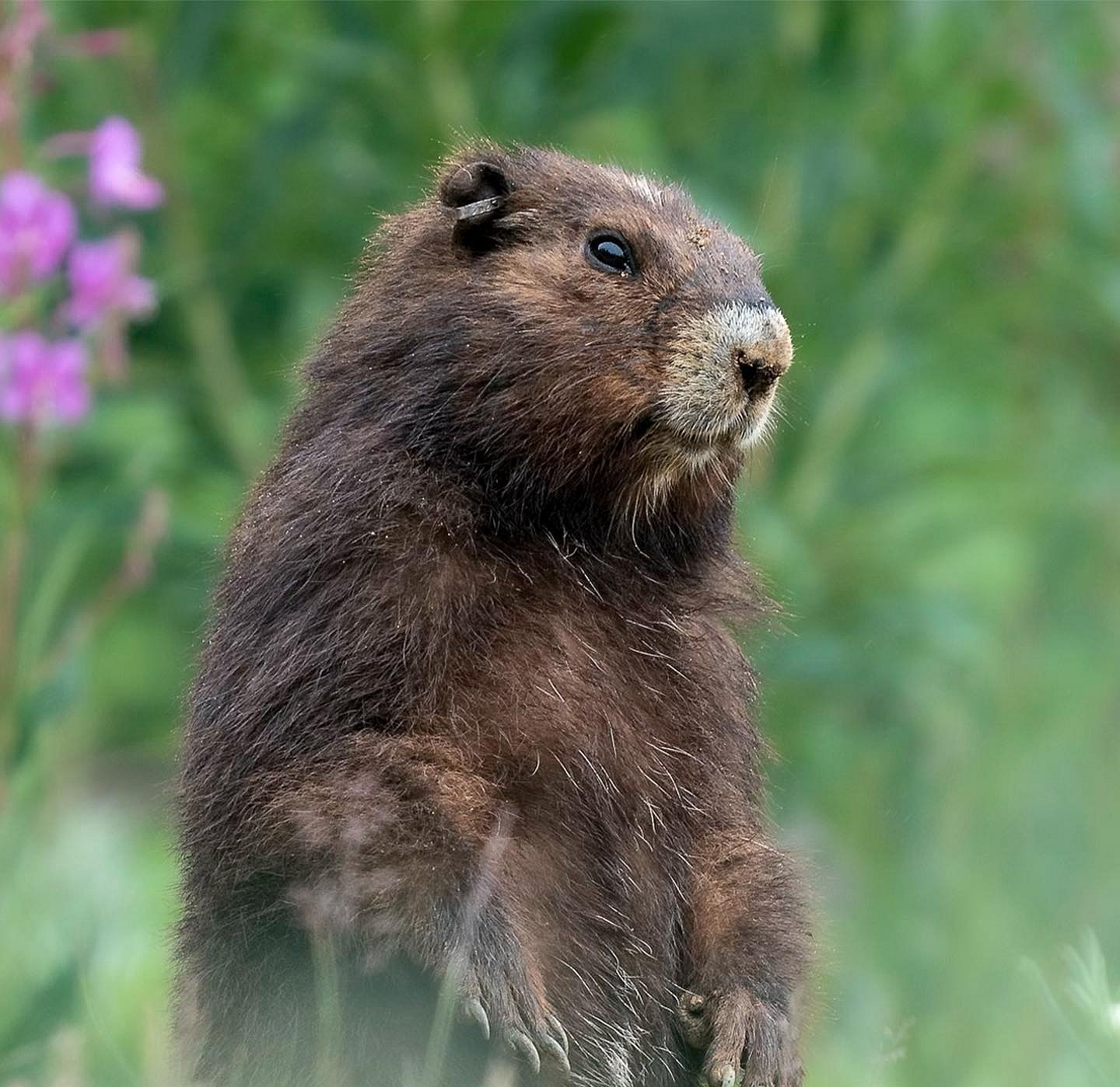 Endangered Vancouver Island Marmot