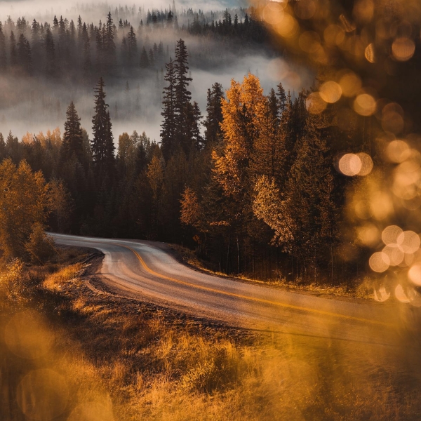 A winding road is seen through the trees. The leaves are starting to turn golden yellow for fall. Mist rises off the trees in the background.