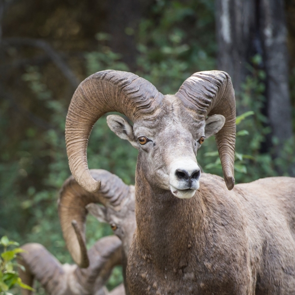 Three bighorn sheep stand one behind another with a forested background.