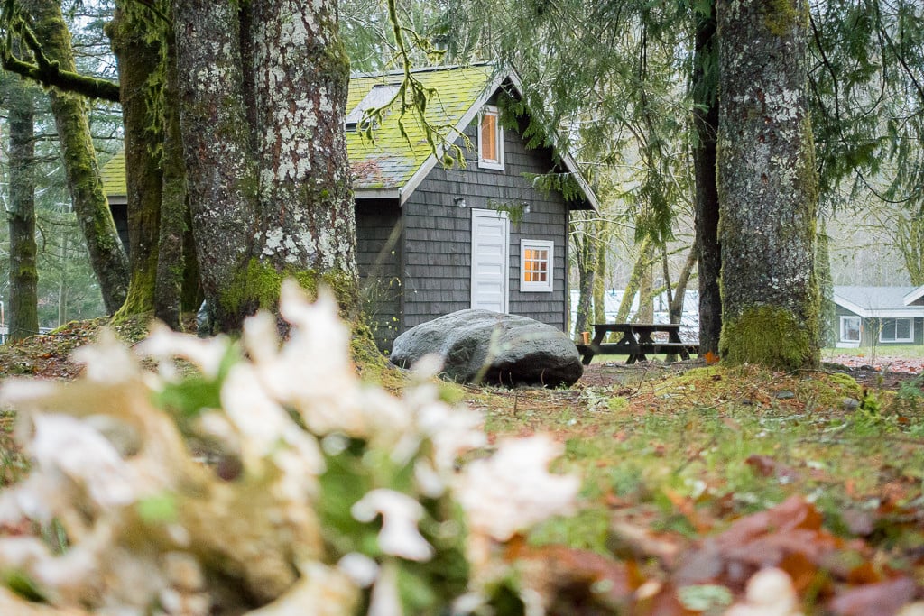 Sunwolf cabin in Squamish nestled between trees.