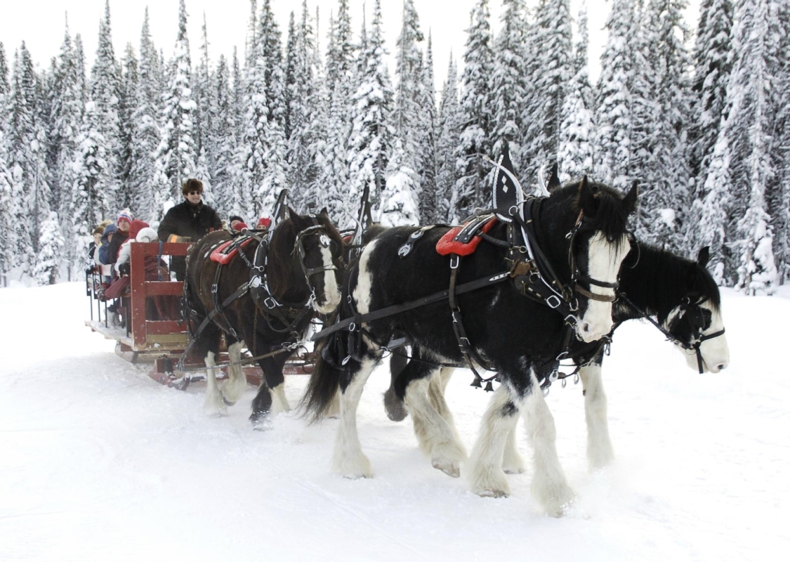 A horse drawn carriage ride with four black and white horses, pulls a red sleigh through the snow. Evergreen trees covered in snow line the background.