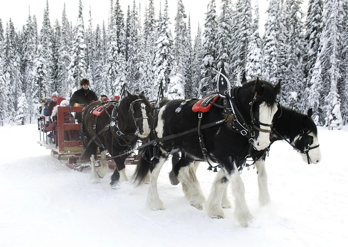 A horse drawn carriage ride with four black and white horses, pulls a red sleigh through the snow. Evergreen trees covered in snow line the background.