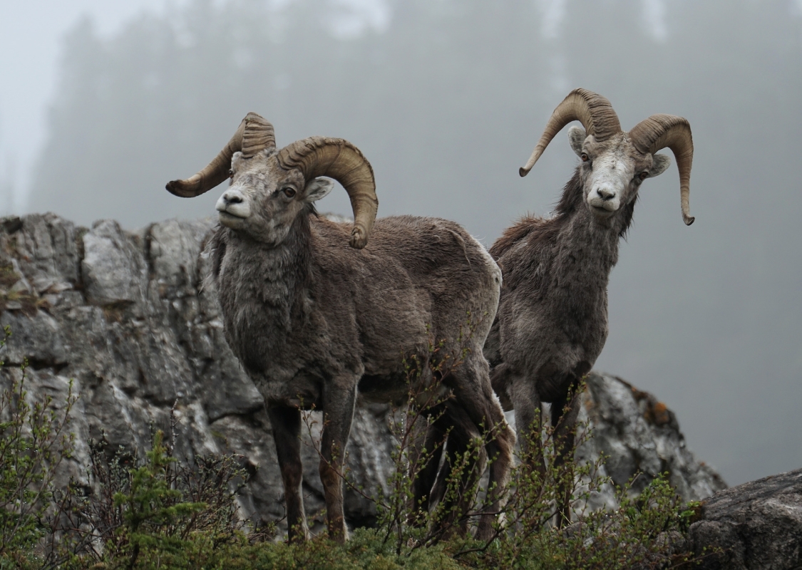 Stone sheep along the Alaska Highway.
