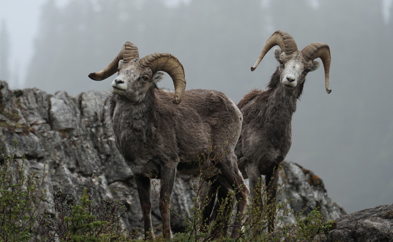 Stone sheep along the Alaska Highway.