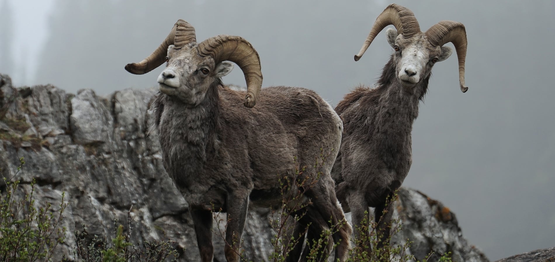 Stone sheep along the Alaska Highway.
