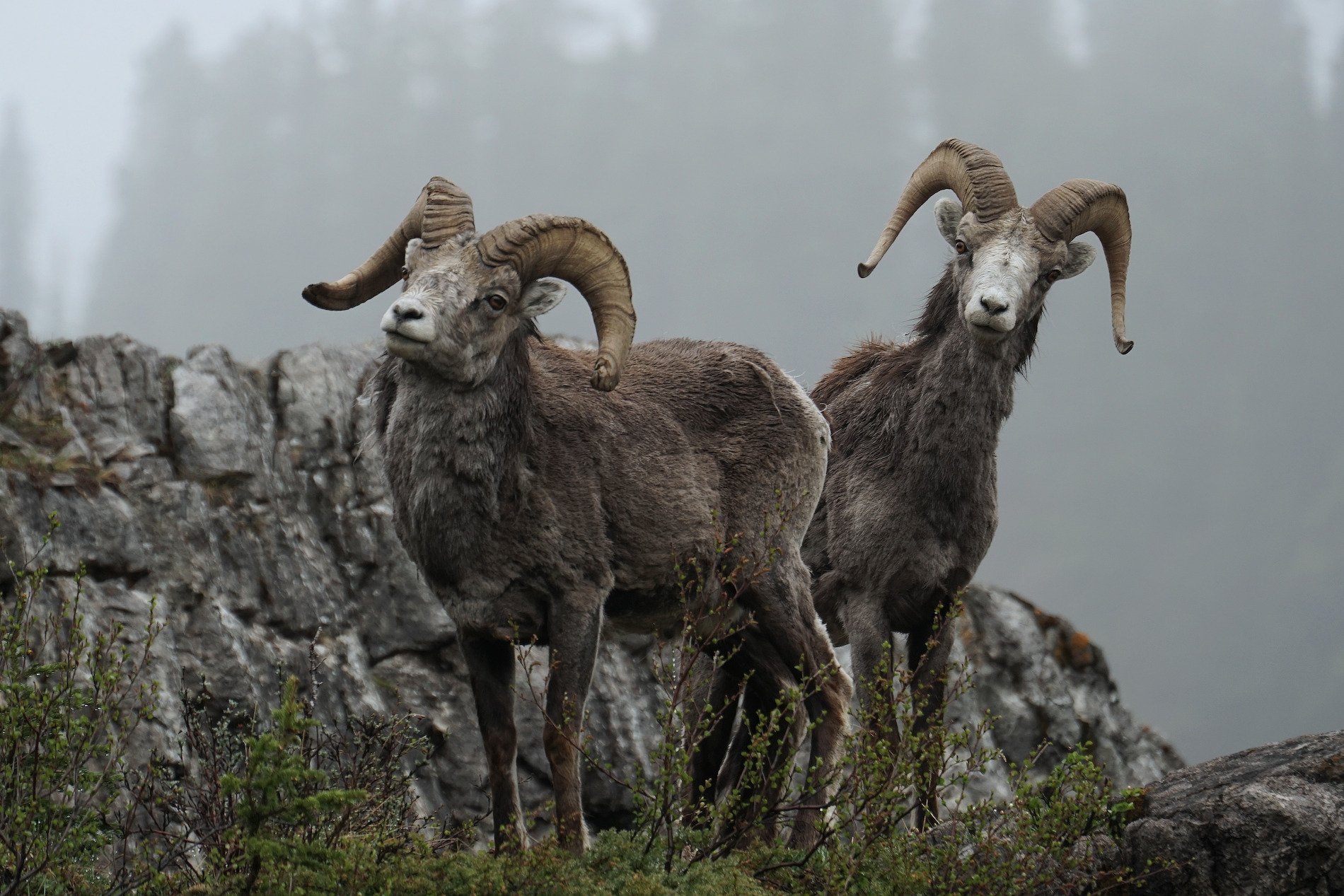 Stone sheep along the Alaska Highway.