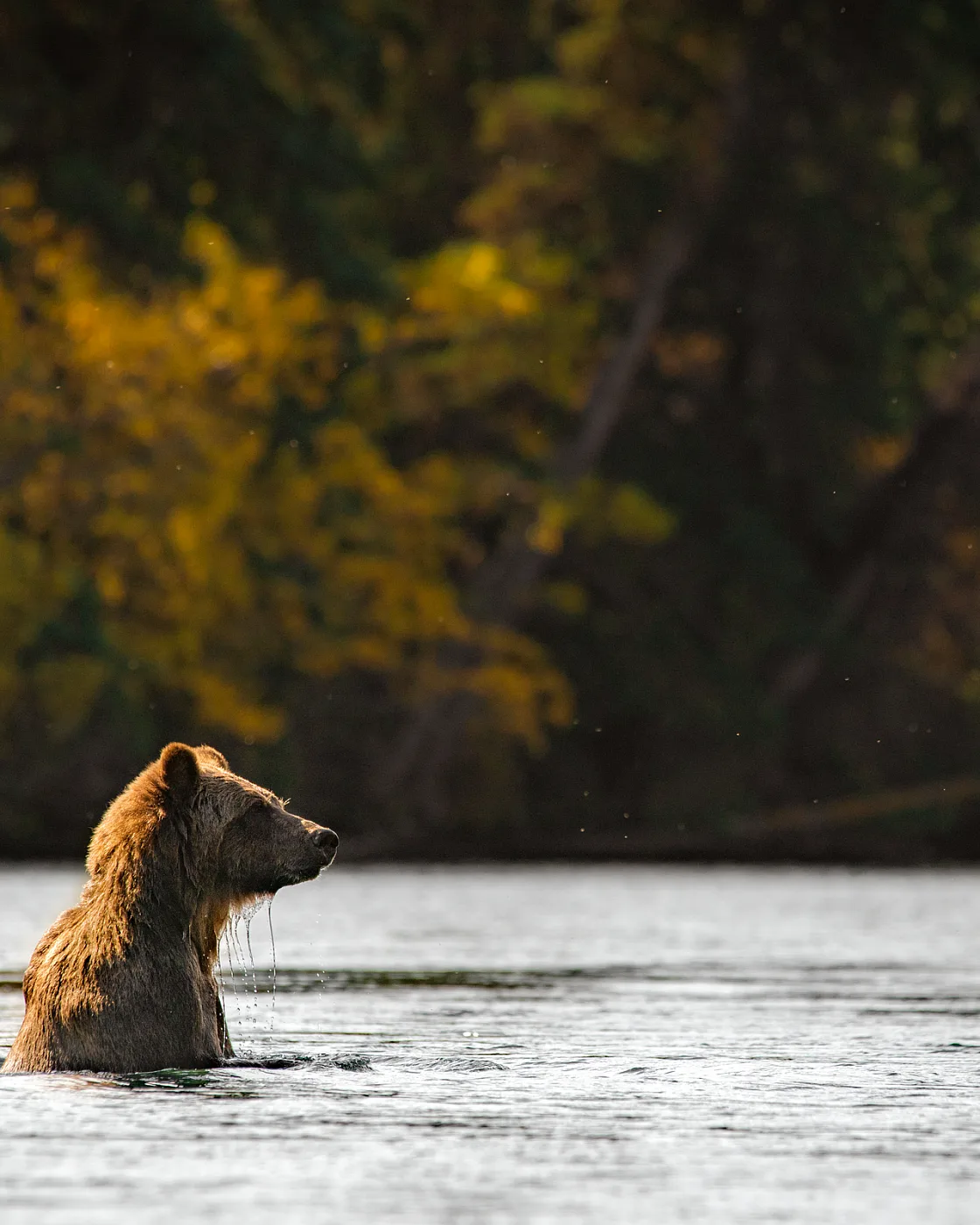 Ein Grizzlybär am Chilko River. Anbieter*, die geführte Wildtierbeobachtungen in dieser Gegend anbieten, sind The Chilko Experience, Bear Camp und Tsylos Park Lodge.