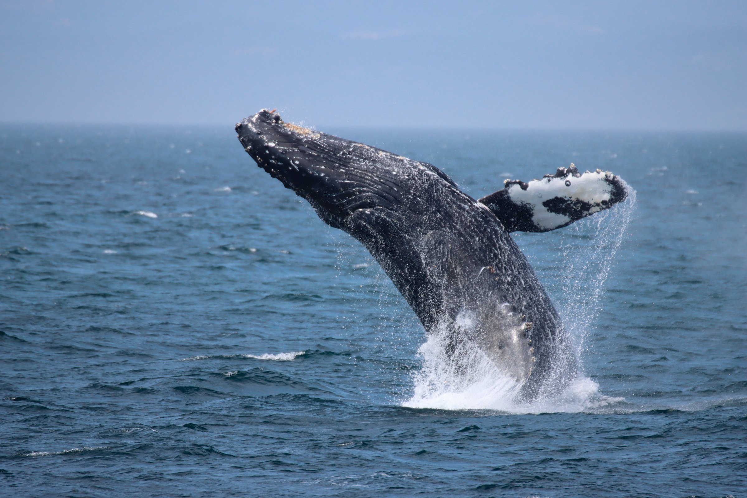 Witnessing a breeching humpback while on a guided tour with Prince of Whales