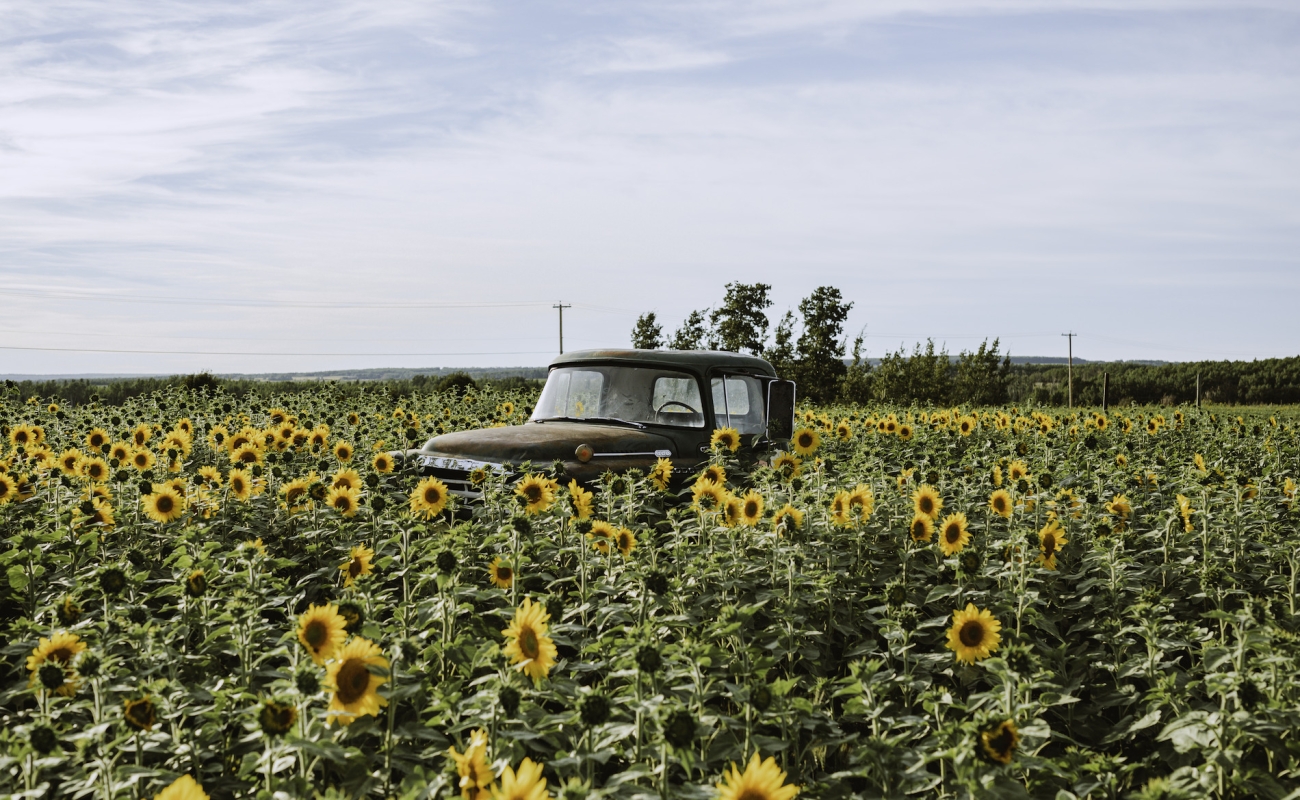 An old truck parked in a sunflower field near Fort St. John.