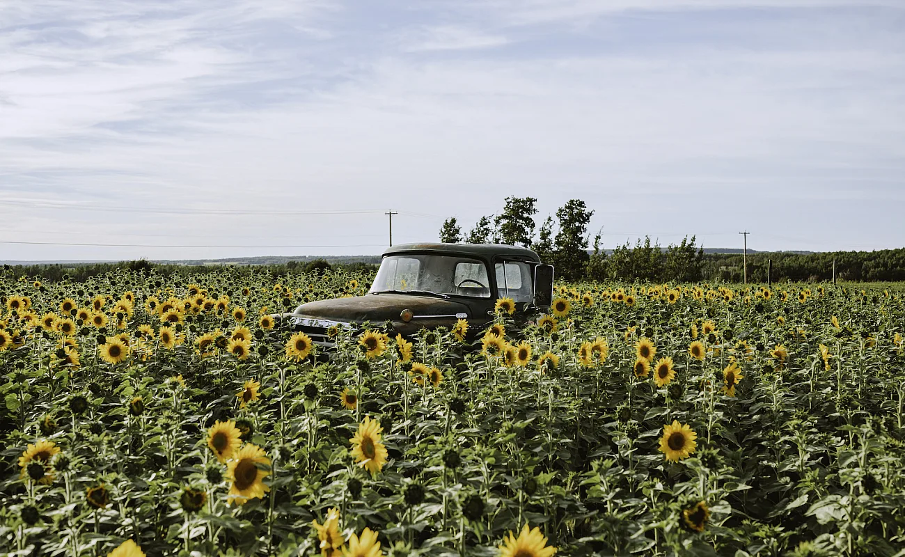 Una camioneta vieja estacionada en un campo de girasoles cerca de Fort St. John.