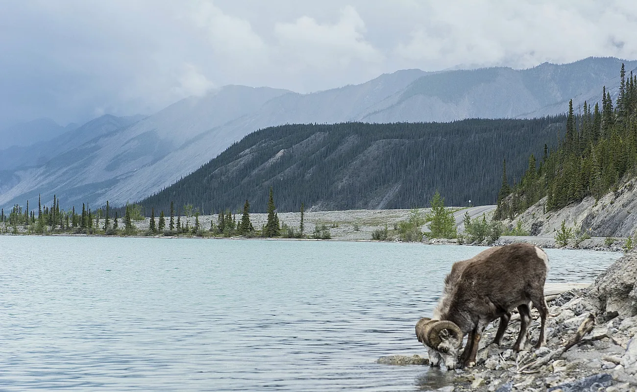 Ovejas de las Rocosas bebiendo en el lago Muncho, junto a la autopista Alaska Highway.