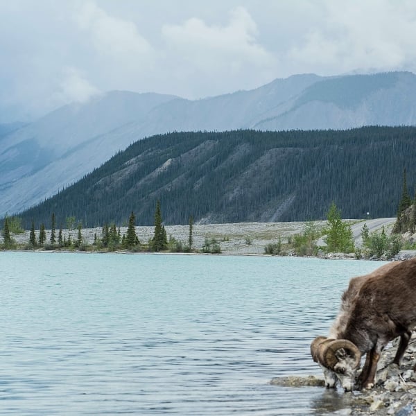 Ein gehörntes Stone's Sheep trinkt Wasser in einem blauen See, der von Bäumen und Bergen umgeben ist.