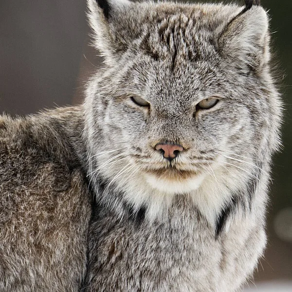 A close-up of a furry grey Linx with pointy ears and a squinting look on its face.