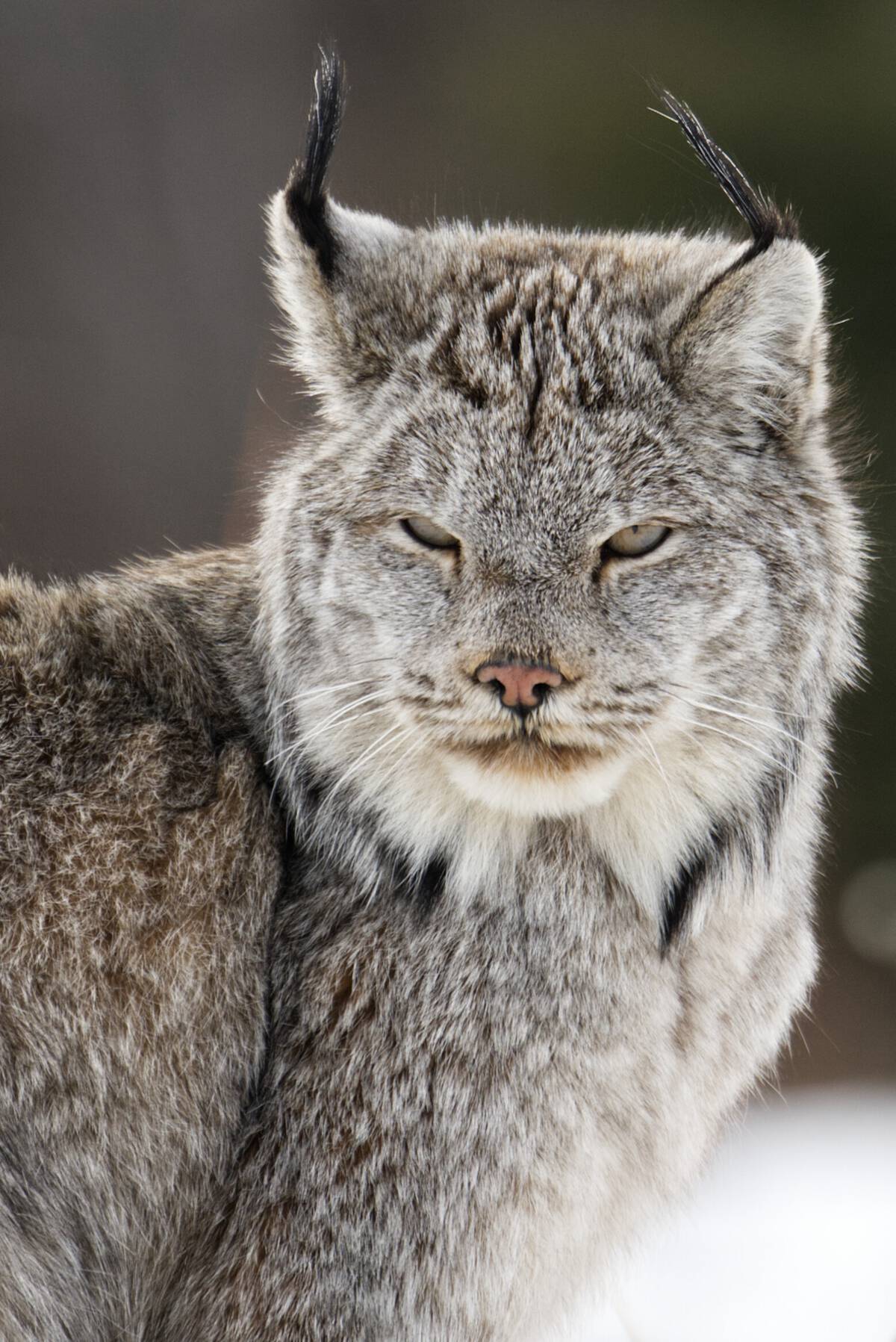 A close-up of a furry grey Linx with pointy ears and a squinting look on its face.