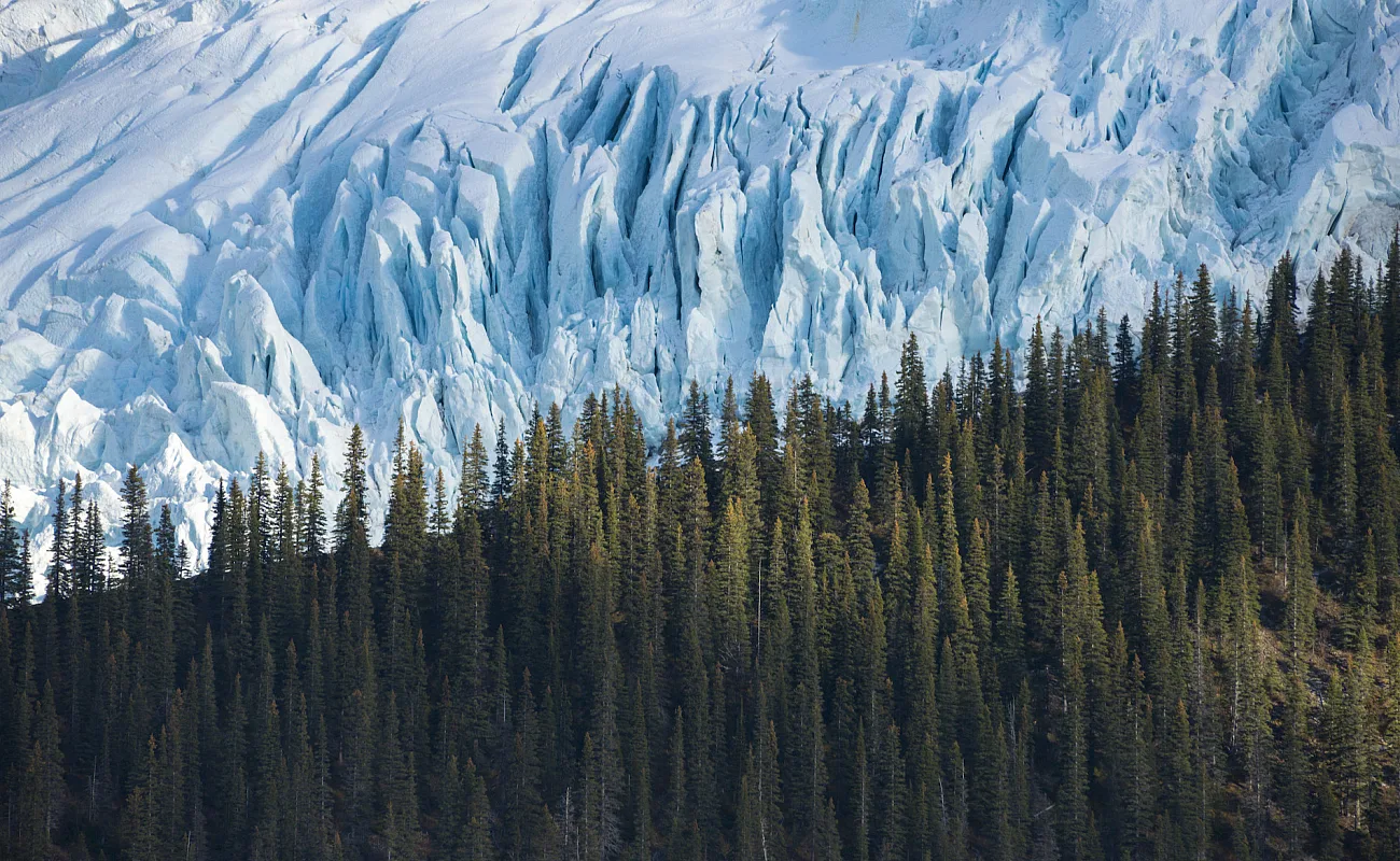 Dichter grüner Wald steht im Kontrast zu einem blau-weißen Gletscher.