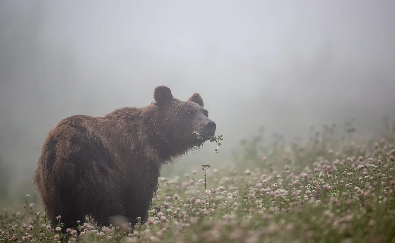 Un oso grizzly caminando en el Muncho Lake Provincial Park.