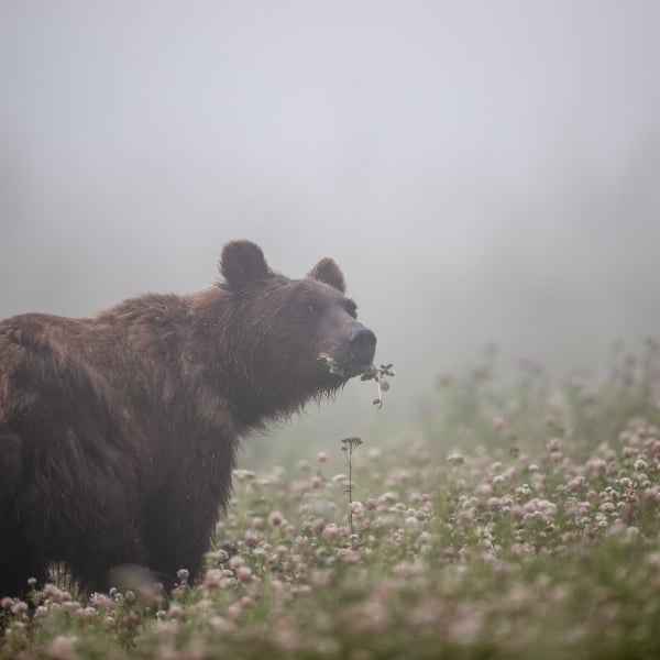 Grizzly Bear in walking at Muncho Lake Provincial Park.
