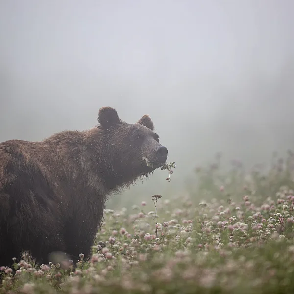 Grizzly Bear in walking at Muncho Lake Provincial Park.