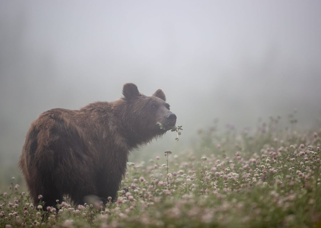 A grizzly bear roams through a lush meadow, munching on foliage with mist in the background.
