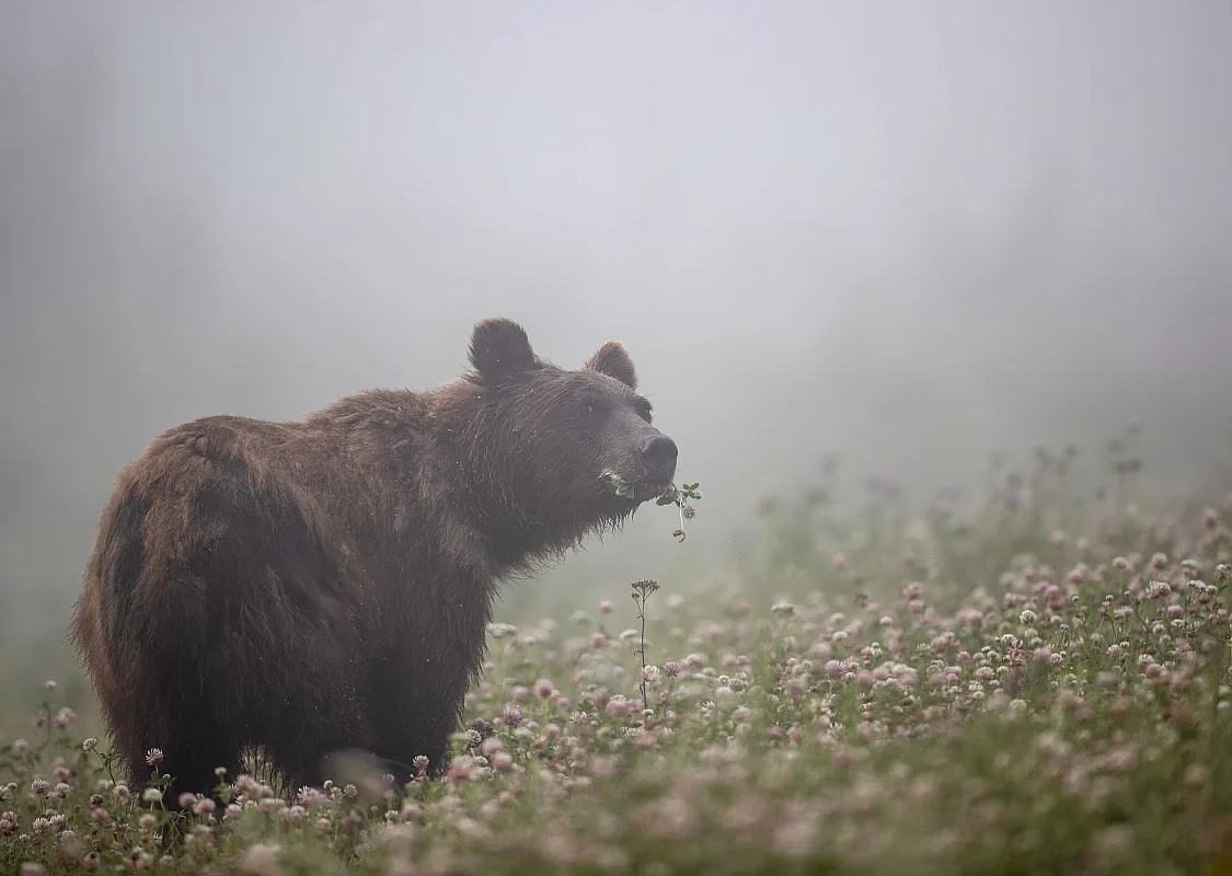 A grizzly bear roams through a lush meadow, munching on foliage with mist in the background.