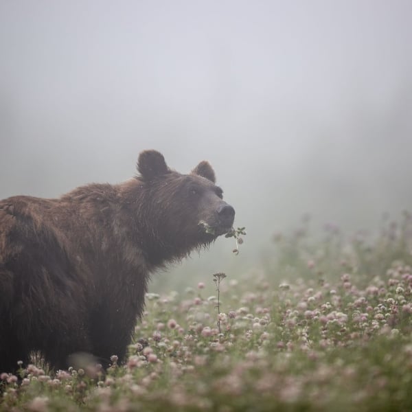 Ein Grizzlybär streift durch eine üppige Wiese, knabbert an Pflanzen, mit Nebel im Hintergrund.