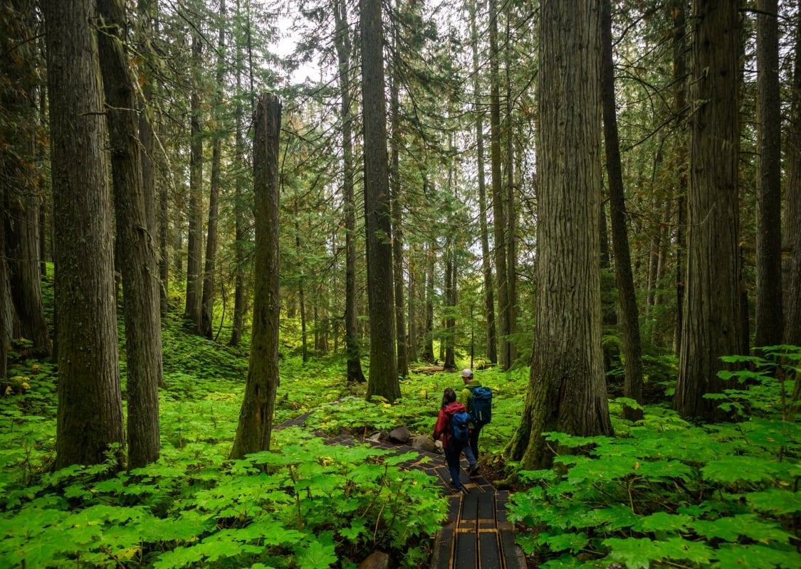 Two people walk along a hiking trail that winds through a lush forest with towering trees and dense foliage.