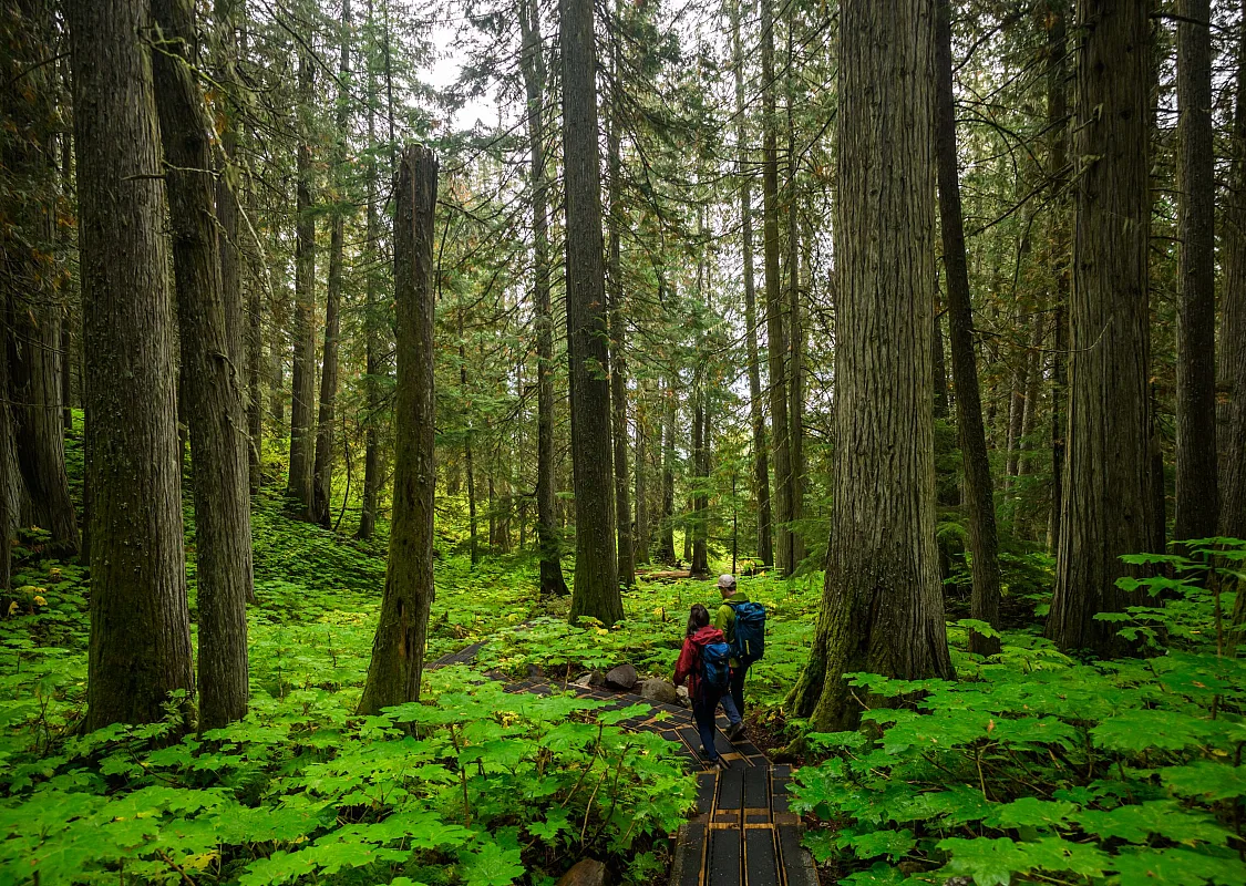 Two people walk along a hiking trail that winds through a lush forest with towering trees and dense foliage.