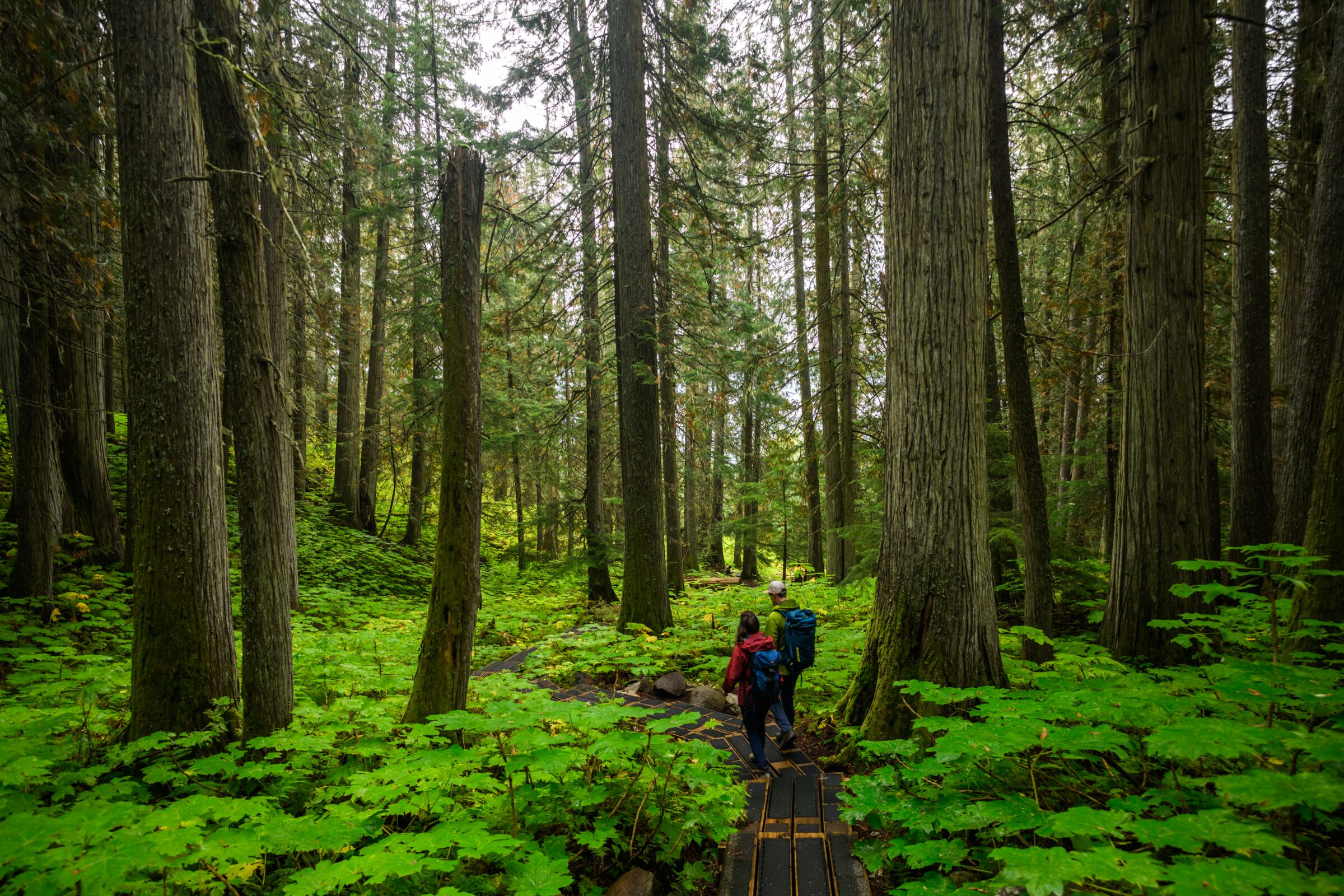 Two people walk along a hiking trail that winds through a lush forest with towering trees and dense foliage.