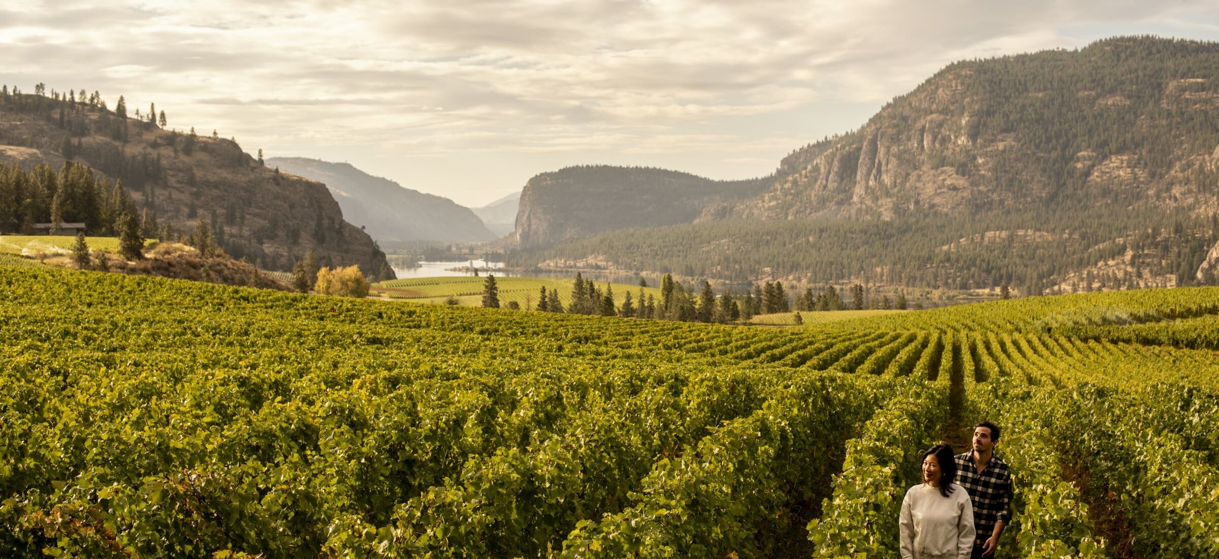 A couple walking through the vineyard at Blue Mountain Vineyard and Cellars in Okanagan Falls.