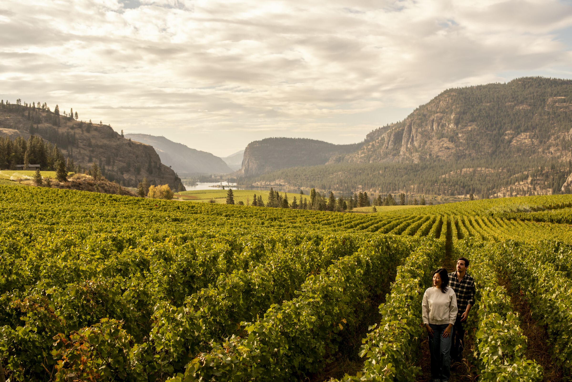 A couple walking through the vineyard at Blue Mountain Vineyard and Cellars in Okanagan Falls.