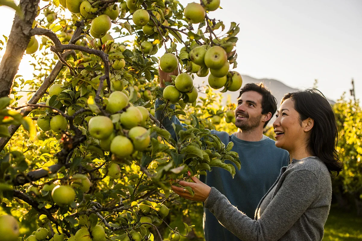 A couple picking apples at Klippers Organics in Cawston.