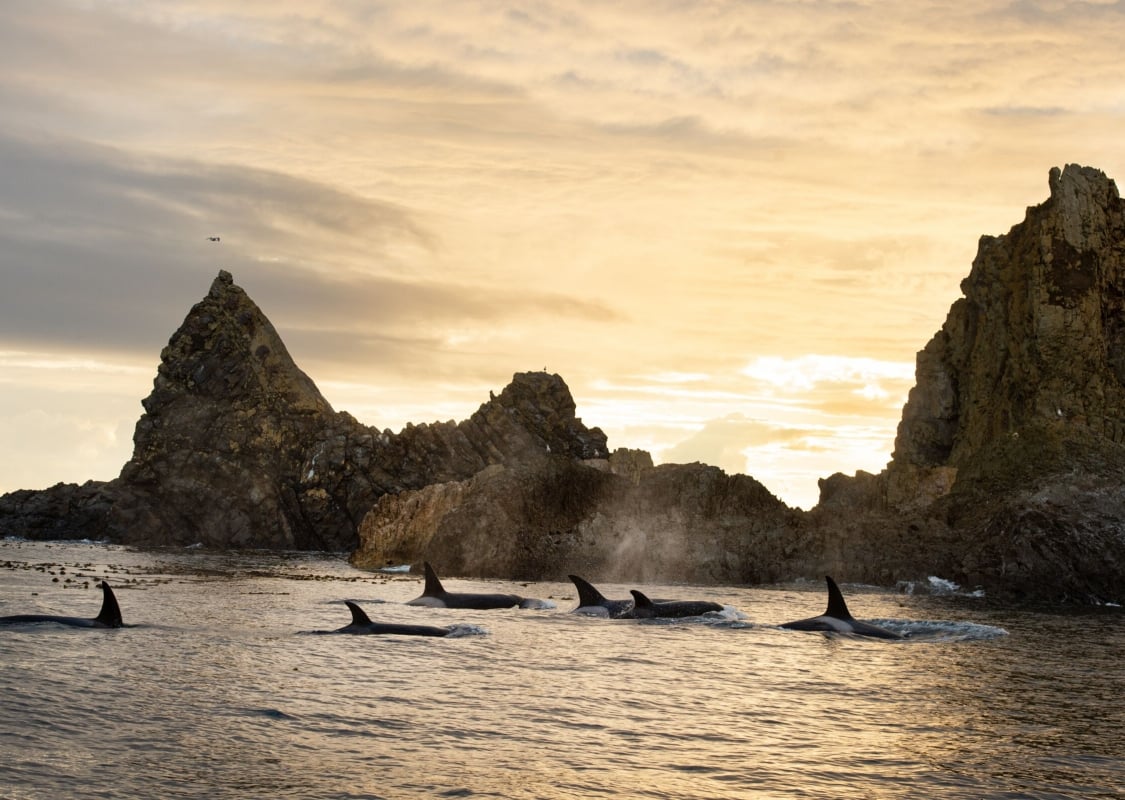 Durchreisende Schwertwale jagen Stellersche Seelöwen in der Nähe der Scott Islands an der Küste von BC.