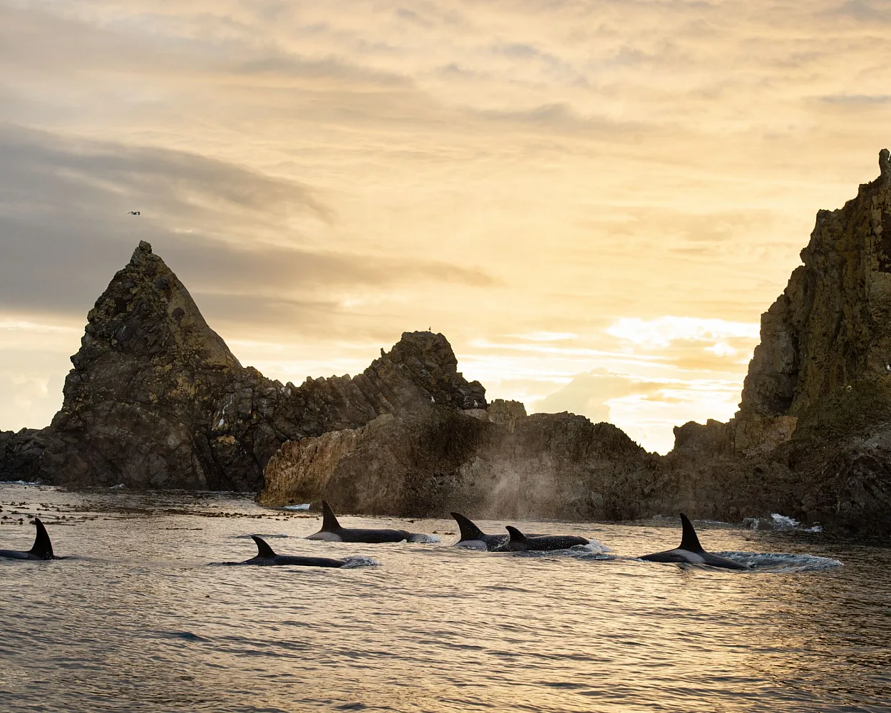 Durchreisende Schwertwale jagen Stellersche Seelöwen in der Nähe der Scott Islands an der Küste von BC.