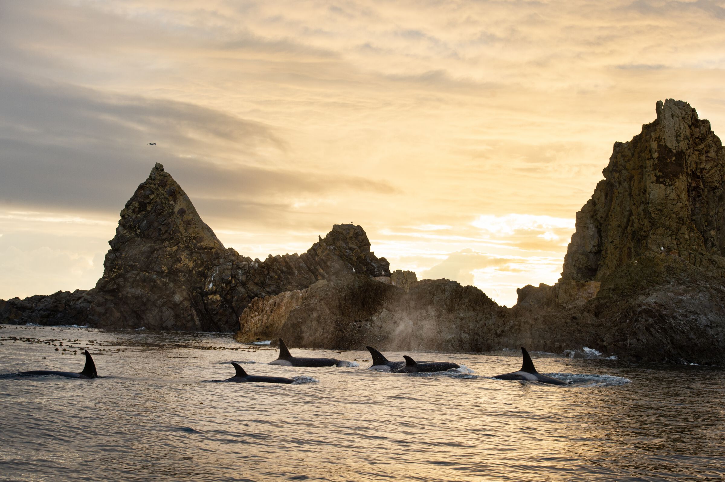 Transient killer whales hunting Steller sea lions near Scott Islands on the BC coast.