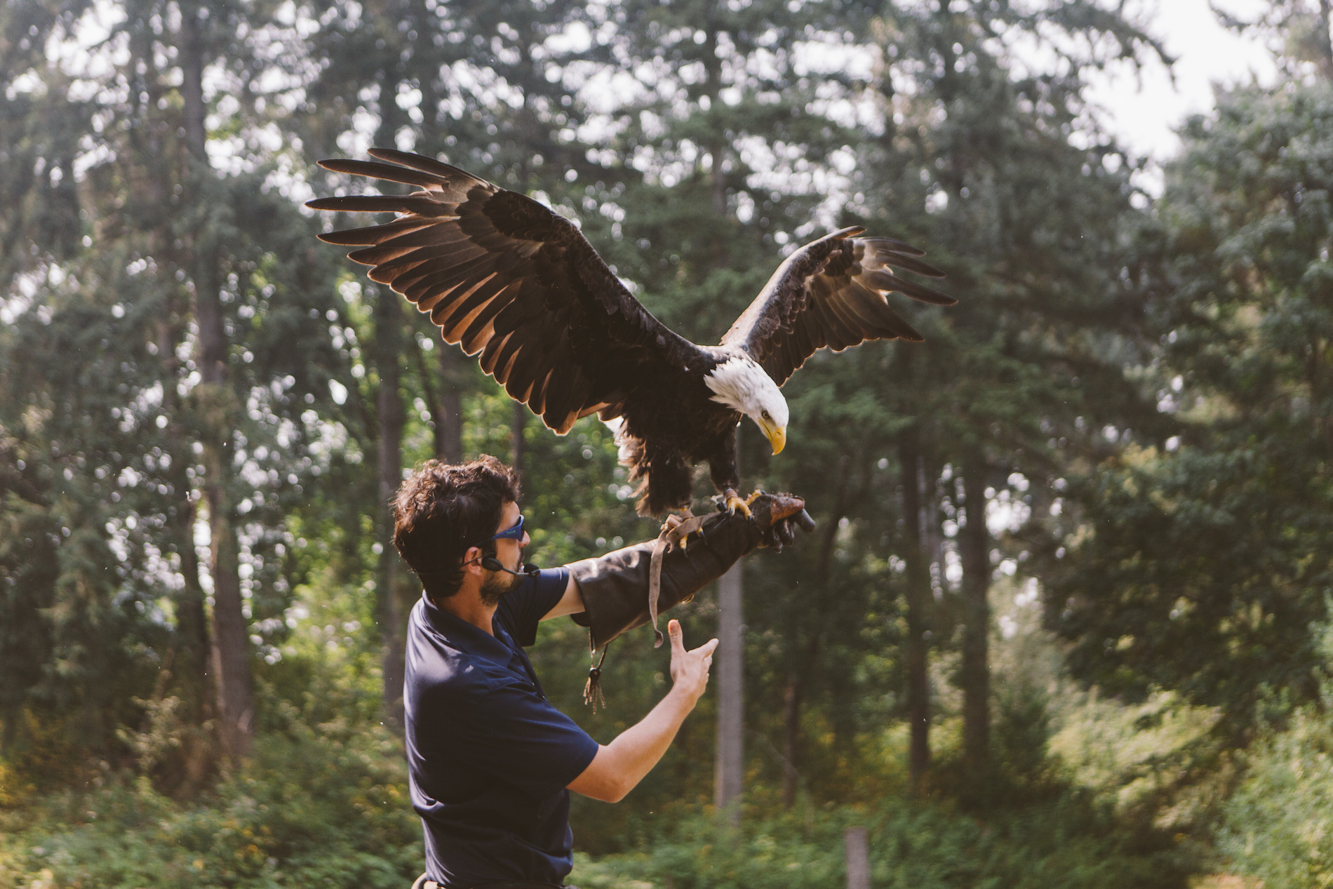 An eagle lands on a mans arm (the trainer) who is wearing a protective leather glove. They are outside in a forested area.