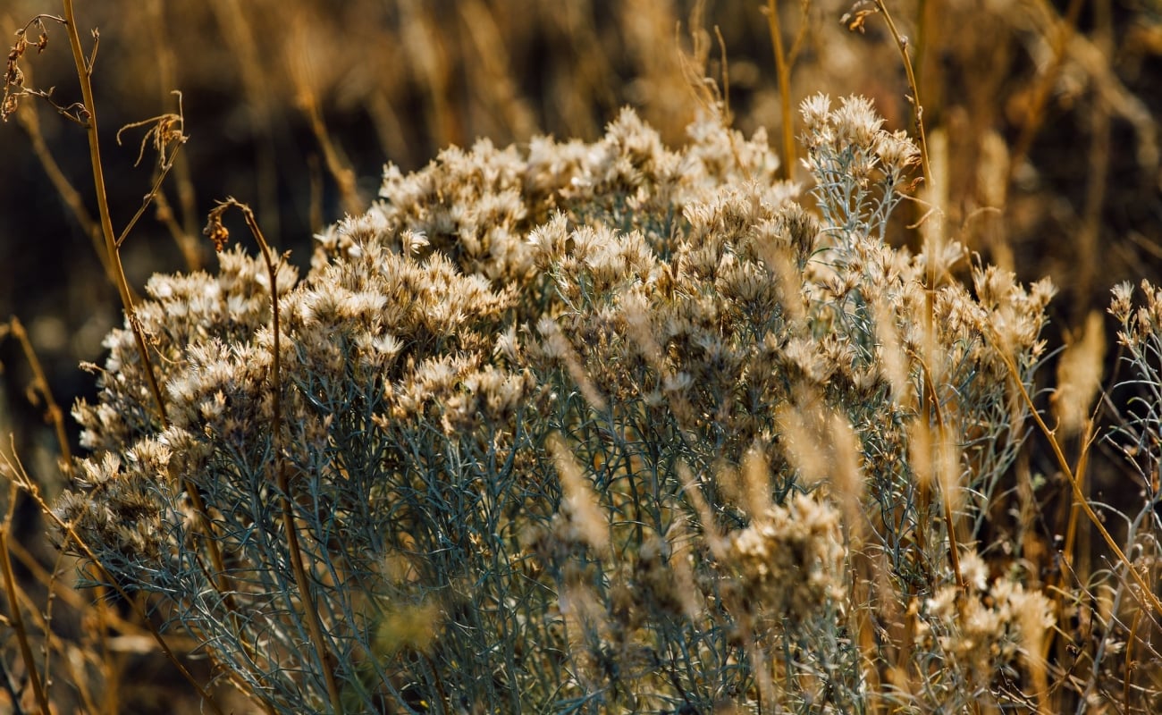 flowser in a field