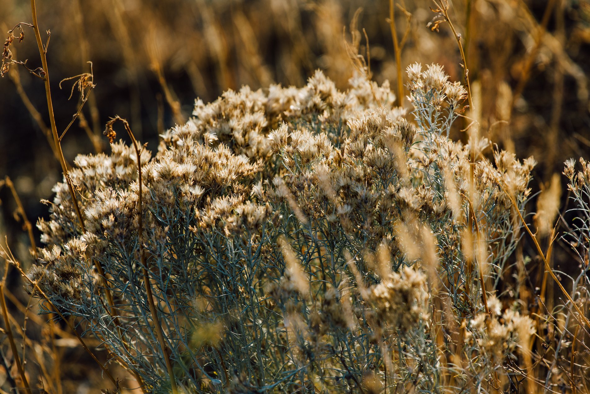 flowser in a field