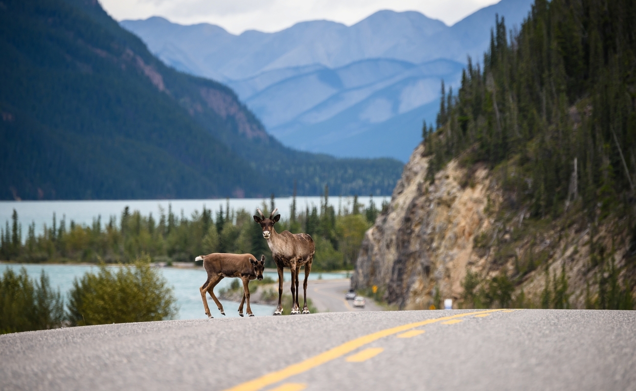 Two deer standing in the road