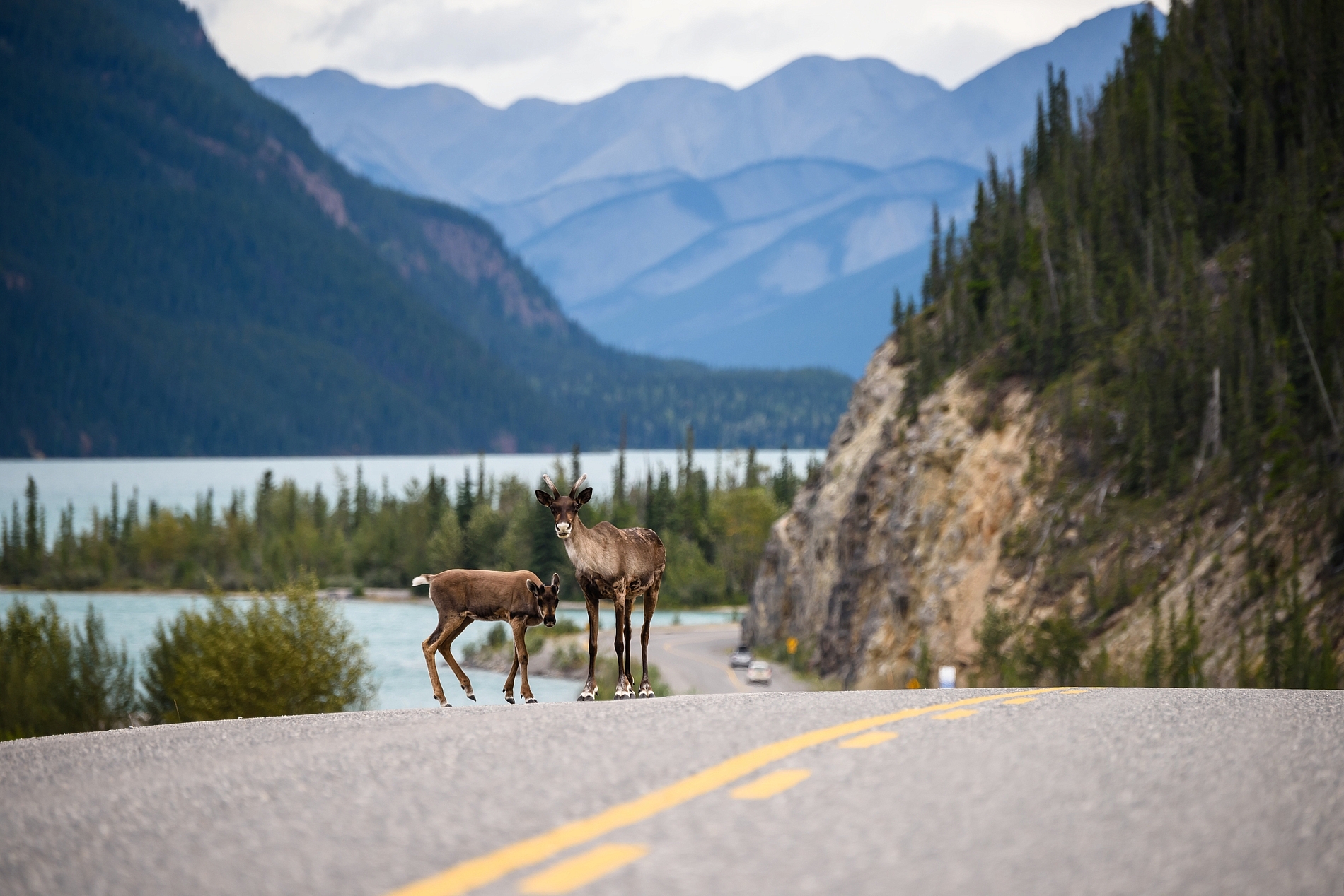 Two deer standing in the road
