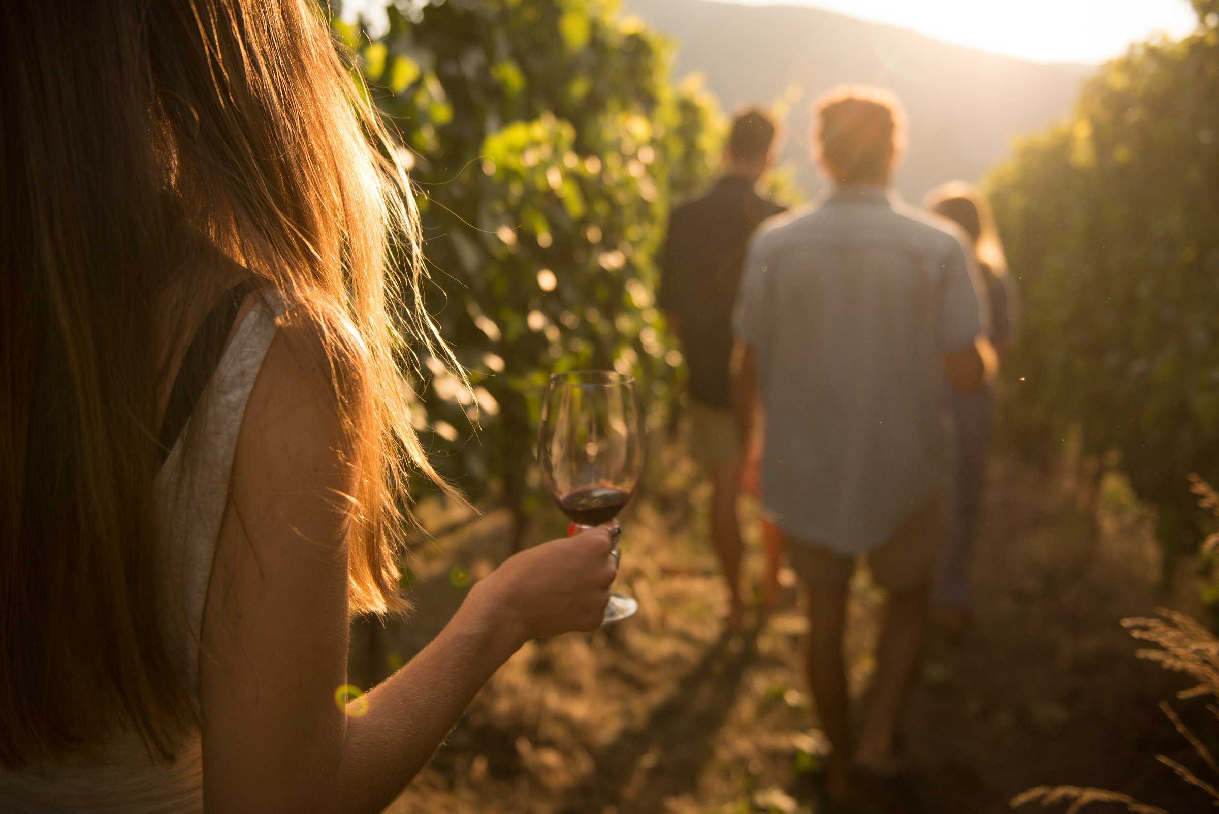 A group walks through the vineyards at Painted Rock Estate Winery Ltd