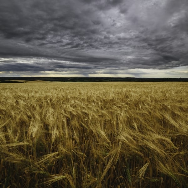 A wheat field in Fort St.John with golden crops below and grey, moody skies above.