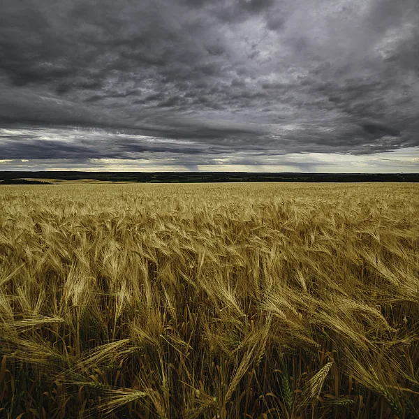 A wheat field in Fort St.John with golden crops below and grey, moody skies above.