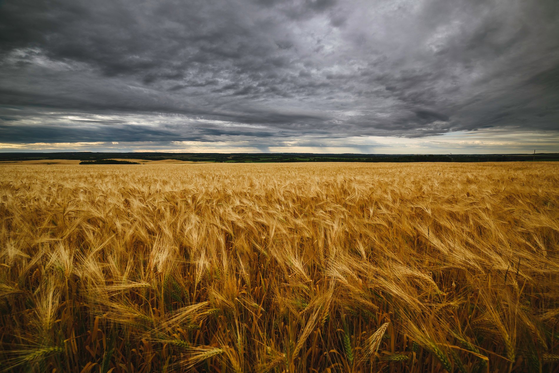A wheat field in Fort St.John with golden crops below and grey, moody skies above.