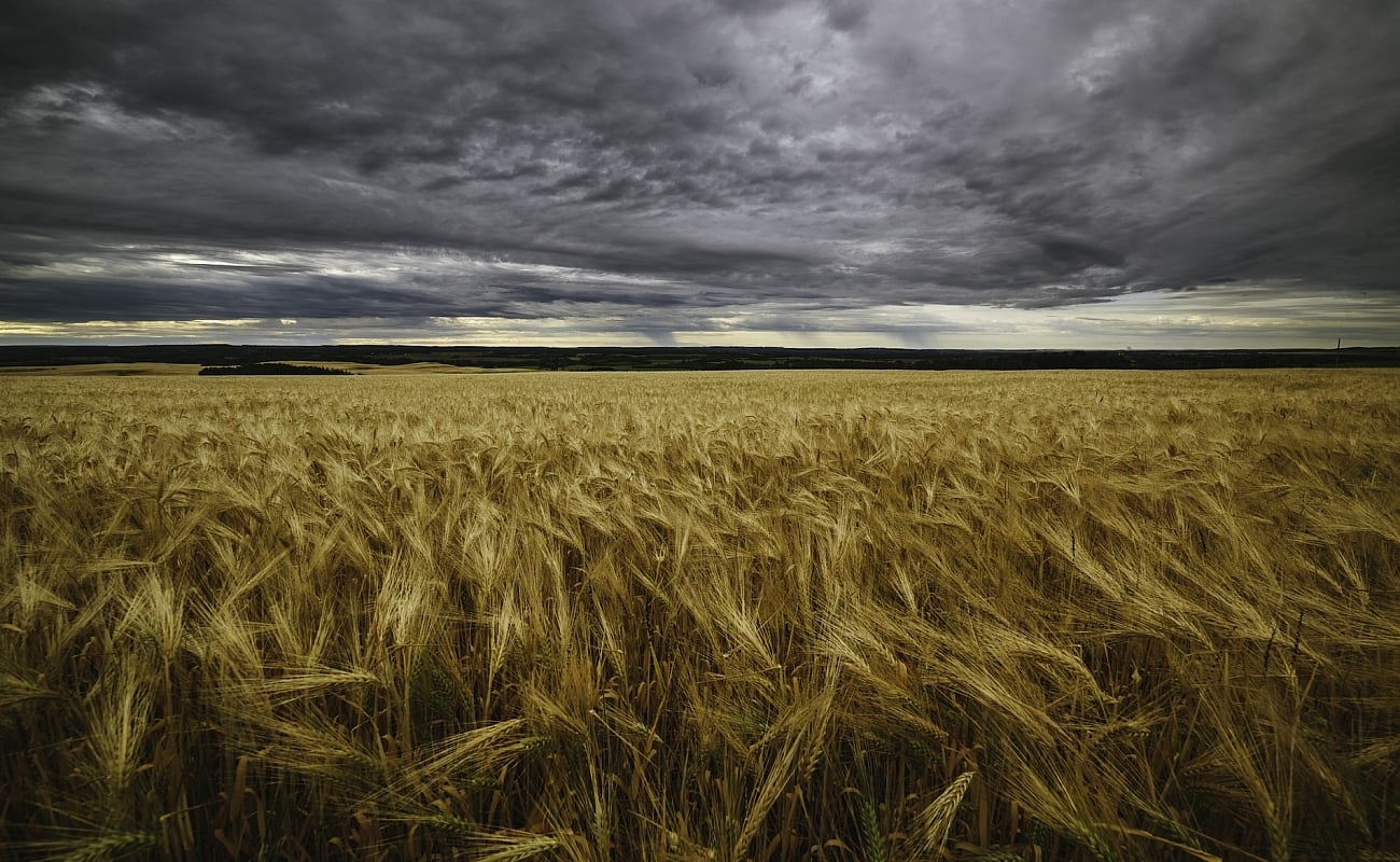 Ein Weizenfeld in Fort St. John mit goldenen Pflanzen darunter und grauem, stimmungsvollem Himmel darüber.