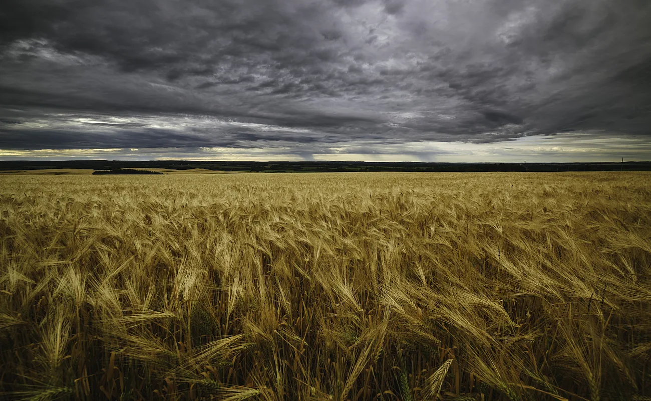 A wheat field in Fort St.John with golden crops below and grey, moody skies above.