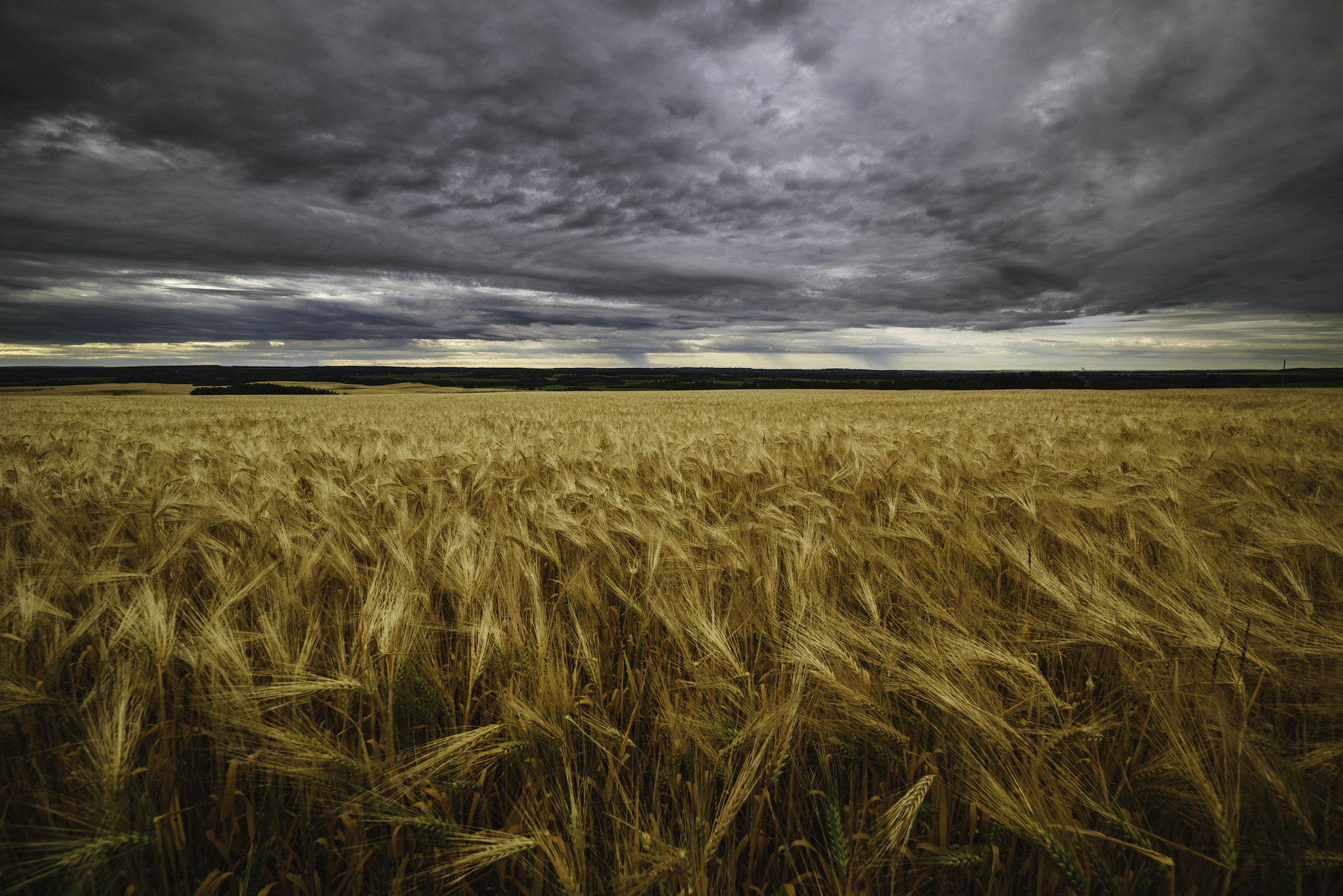 A wheat field in Fort St.John with golden crops below and grey, moody skies above.