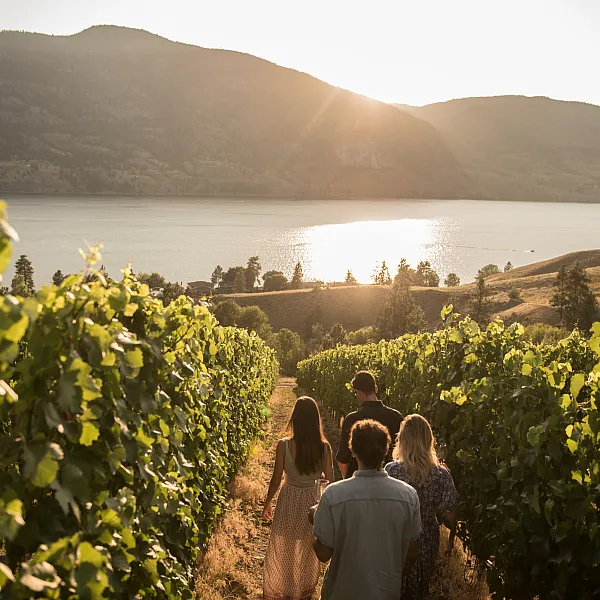 A group walks through the vineyards at Painted Rock Estate Winery Ltd with views of Skaha Lake