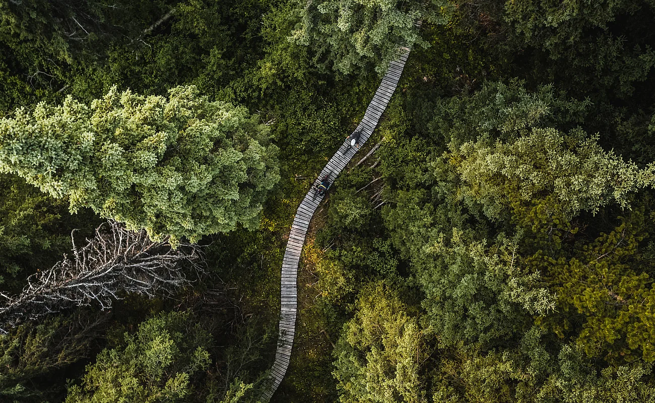 A boardwalk through the woods