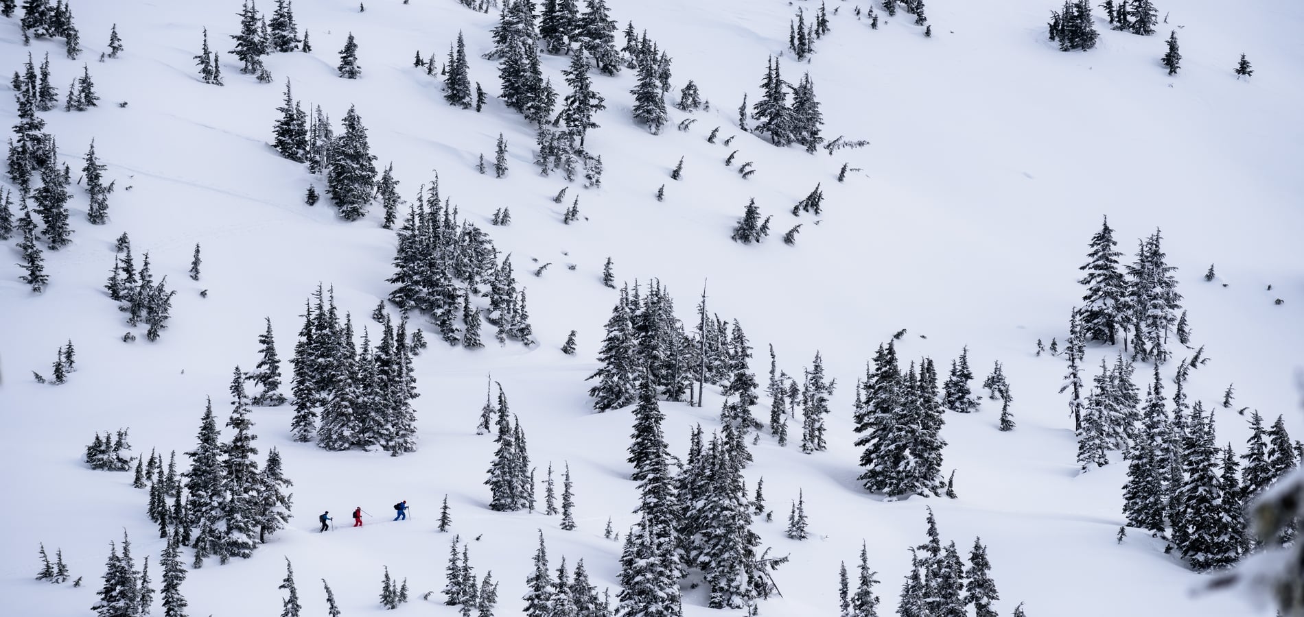 Aerial shot of three backcountry skiers at Shames Mountain Ski Area. The mountain is covered in snow and evergreen trees dot the landscape.